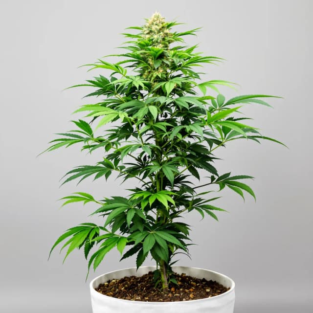 Embalaje de semillas de cannabis Sour Kush — Royal King Seeds España