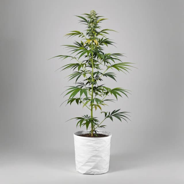 Embalaje de semillas de cannabis Sour Tangie — Royal King Seeds España