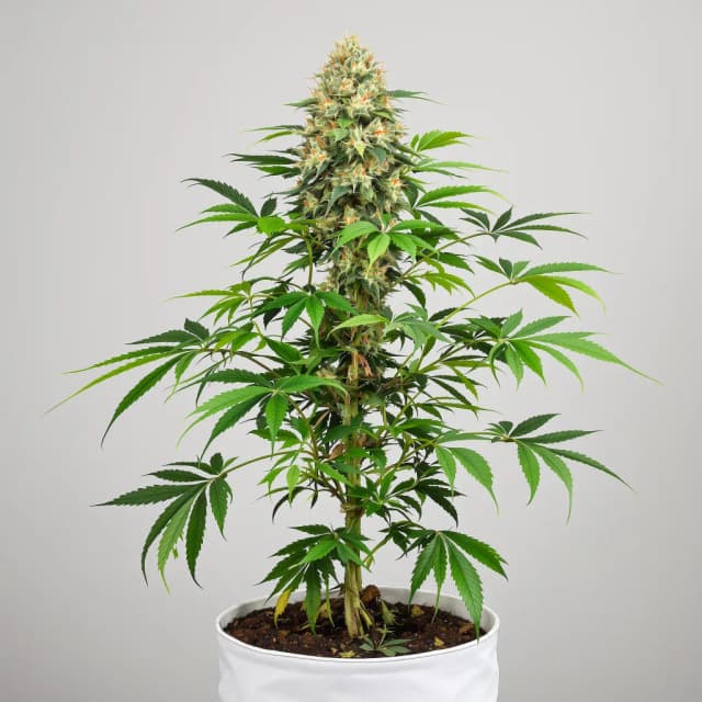 Embalaje de semillas de cannabis Sour Tsunami CBD — Royal King Seeds España