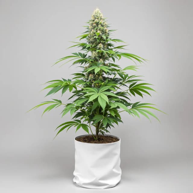 Embalaje de semillas de cannabis Space Dawg — Royal King Seeds España