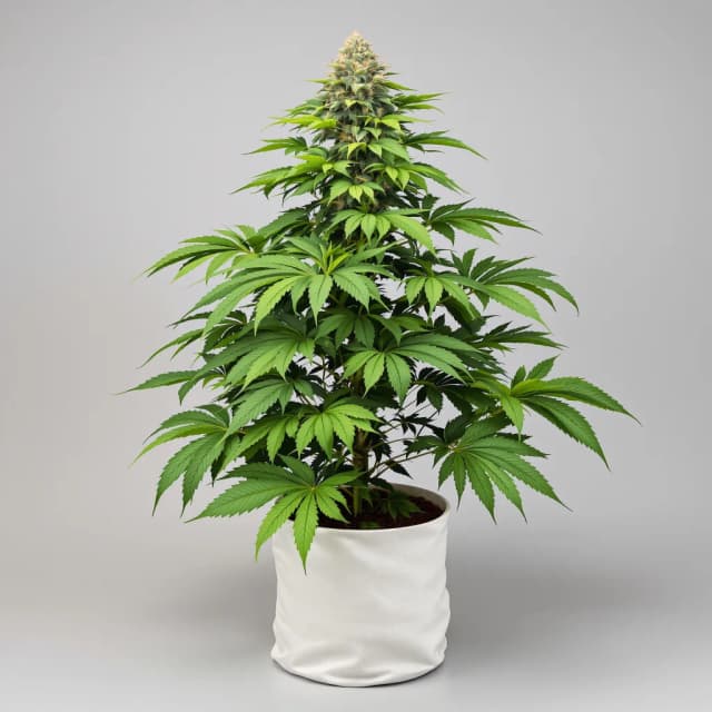 Embalaje de semillas de cannabis Space Dawg — Royal King Seeds España