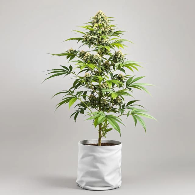 Embalaje de semillas de cannabis Special Queen — Royal King Seeds España