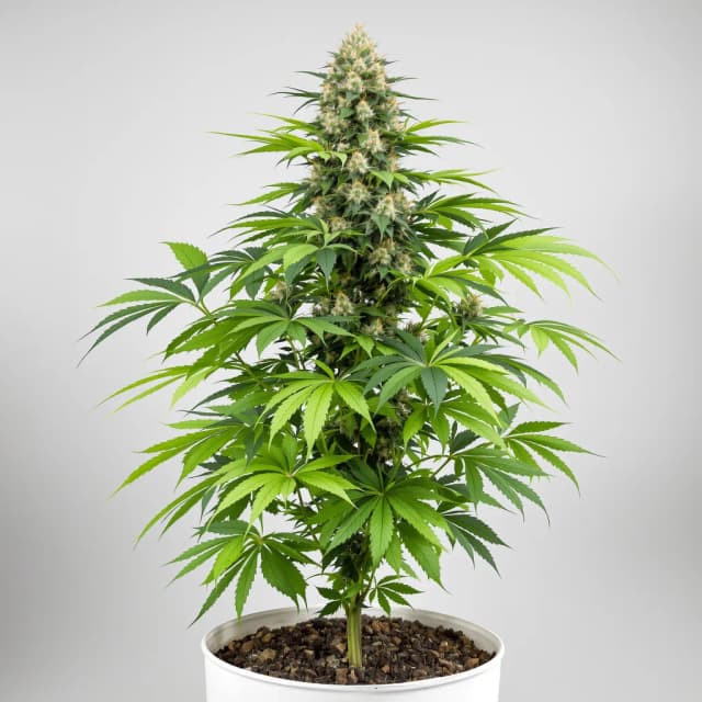 Embalaje de semillas de cannabis Star Killer — Royal King Seeds España