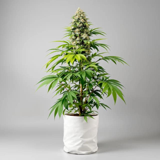 Embalaje de semillas de cannabis Stephen Hawking Kush CBD — Royal King Seeds España