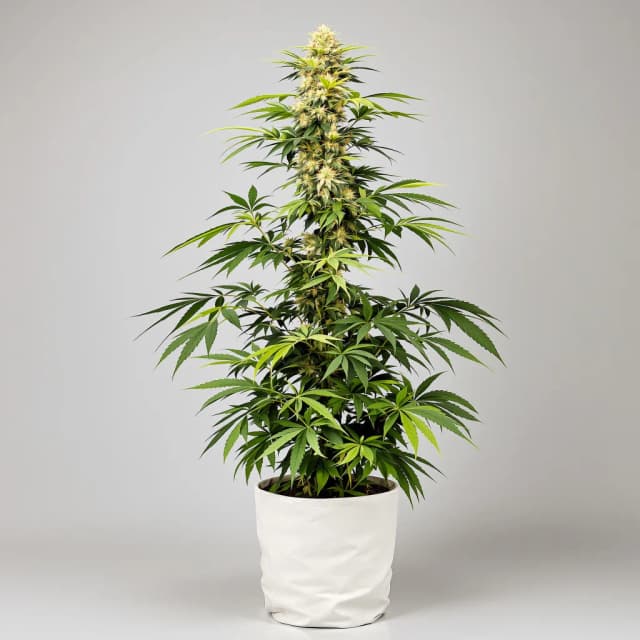 Embalaje de semillas de cannabis Steve's Dream Queen — Royal King Seeds España