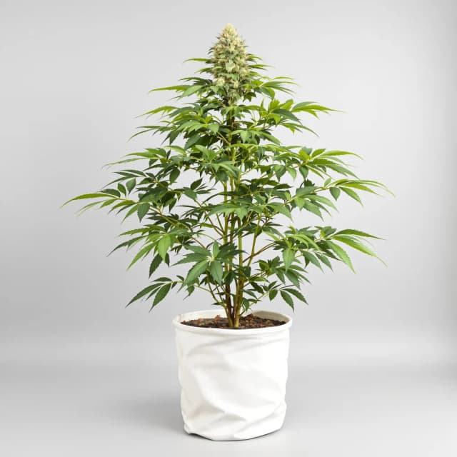 Embalaje de semillas de cannabis Sticky Dickie — Royal King Seeds España