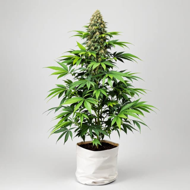 Embalaje de semillas de cannabis Stinking Rich — Royal King Seeds España