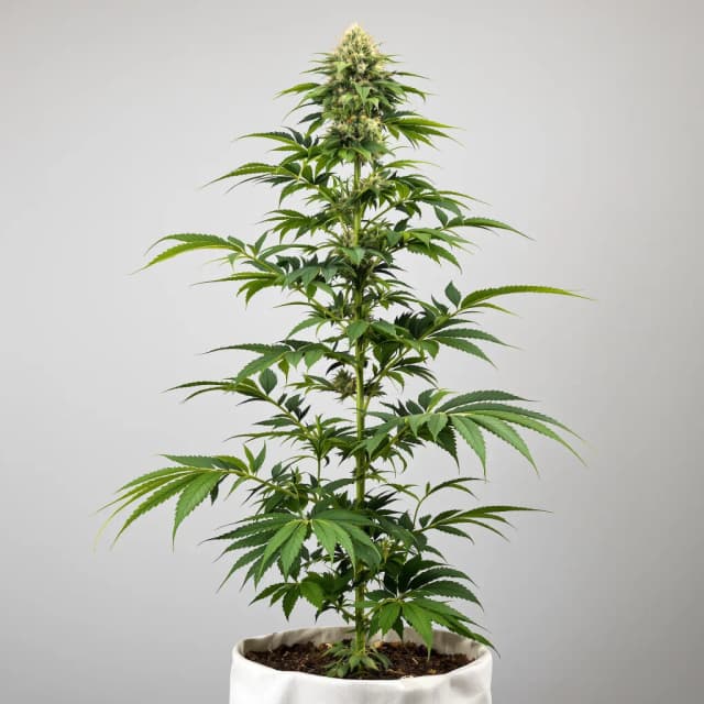 Embalaje de semillas de cannabis Strawberry Cheese — Royal King Seeds España