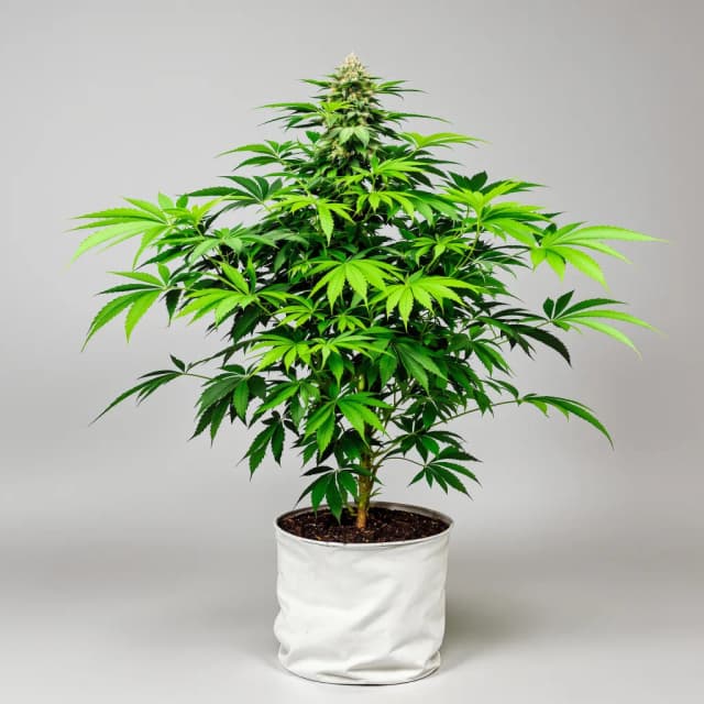 Embalaje de semillas de cannabis Strawberry Cheesecake — Royal King Seeds España