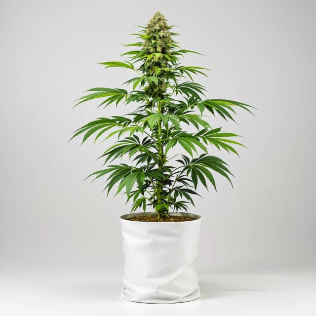 Embalaje de semillas de cannabis Strawberry Cheesecake — Royal King Seeds España