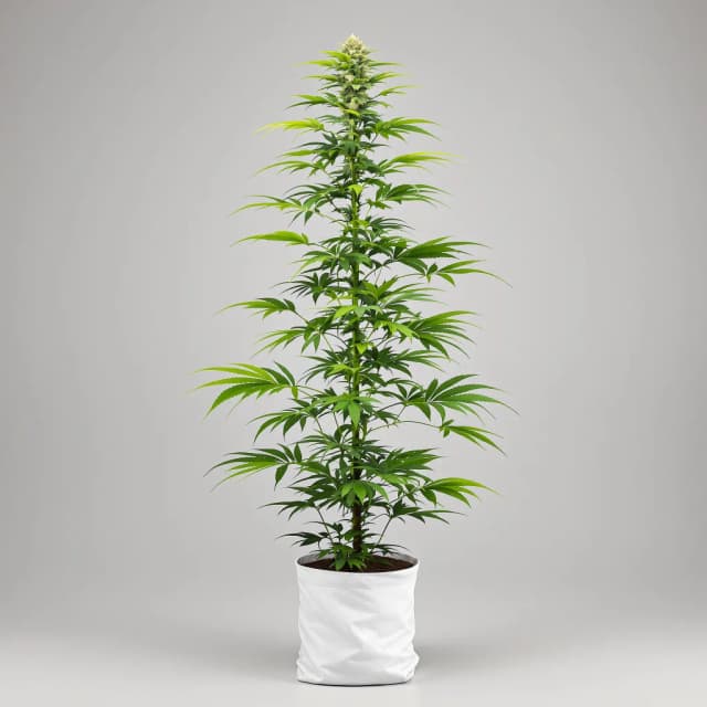 Embalaje de semillas de cannabis Strawberry Cough — Royal King Seeds España