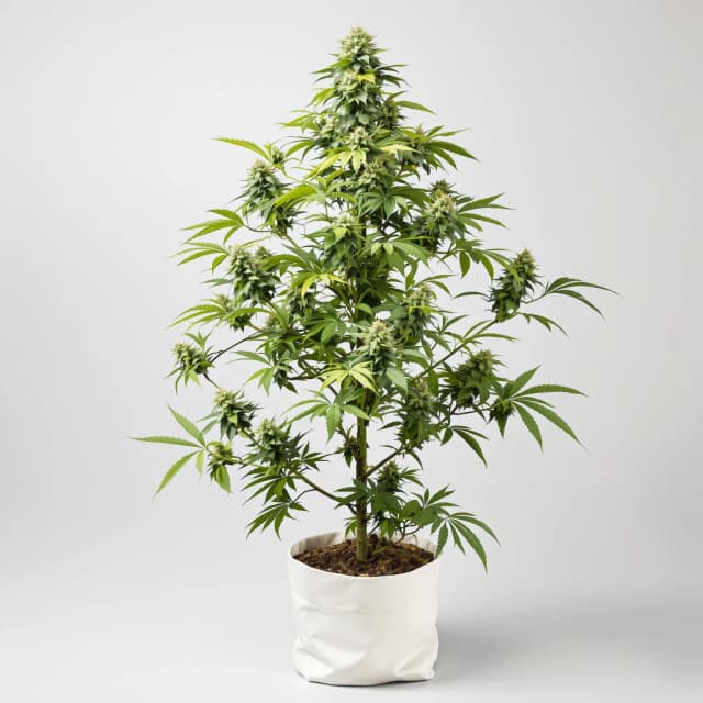 Embalaje de semillas de cannabis Strawberry Fizz Prerolls — Royal King Seeds España