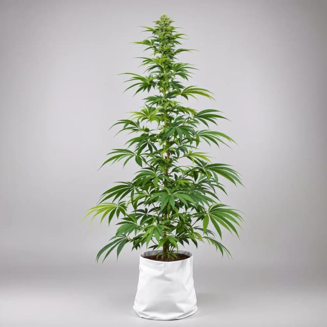 Embalaje de semillas de cannabis Strawberry Haze — Royal King Seeds España