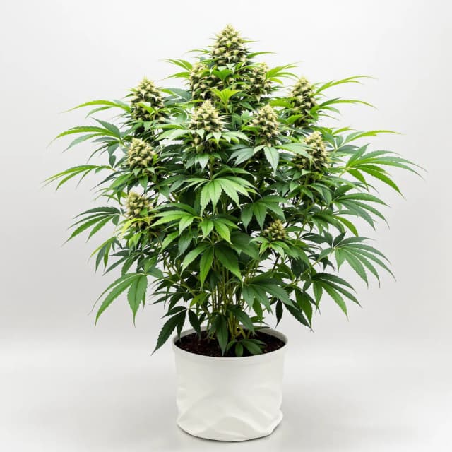 Embalaje de semillas de cannabis Sugar Kush — Royal King Seeds España