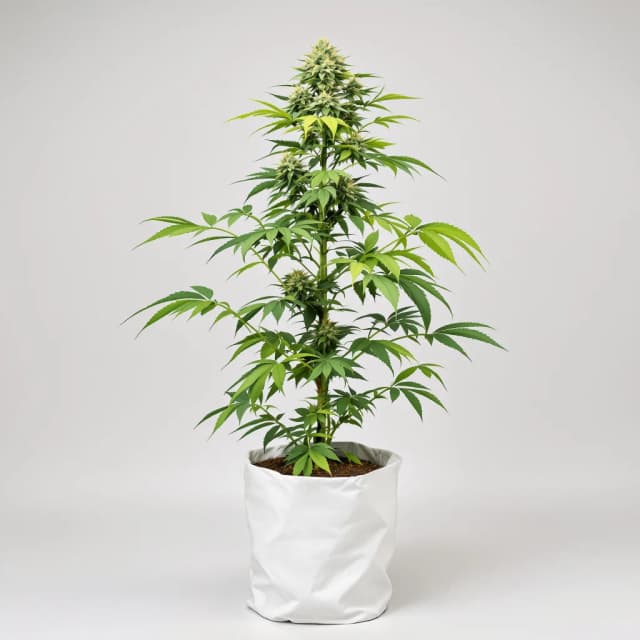 Embalaje de semillas de cannabis Sundae Driver — Royal King Seeds España