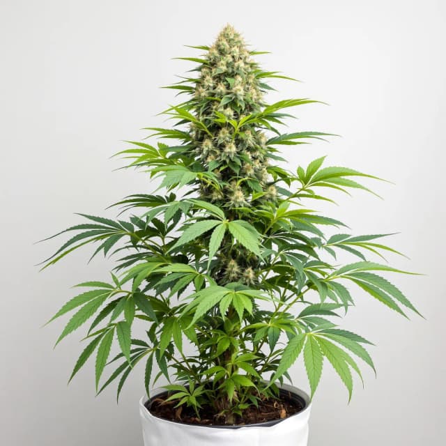 Embalaje de semillas de cannabis Super Blue Dream — Royal King Seeds España