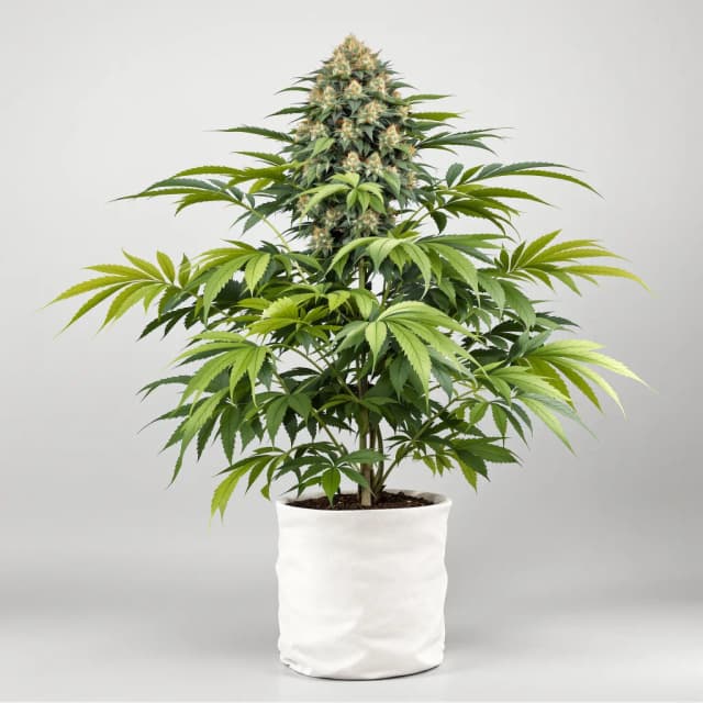 Embalaje de semillas de cannabis Super Bud — Royal King Seeds España