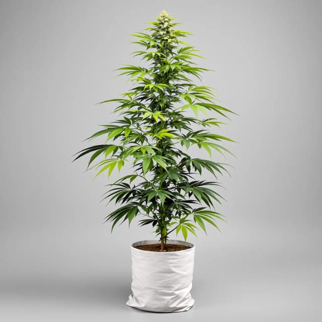 Embalaje de semillas de cannabis Super Green Crack — Royal King Seeds España