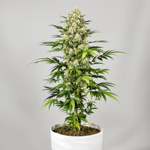 Embalaje de semillas de cannabis Super Jack — Royal King Seeds España