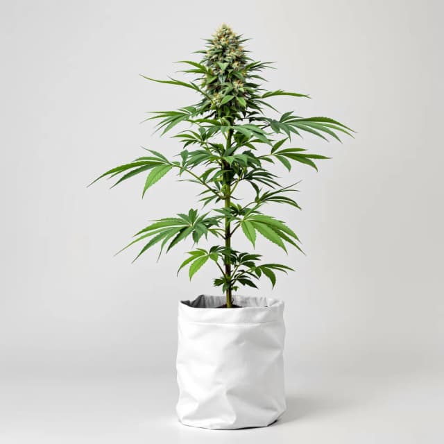 Embalaje de semillas de cannabis Super Kush — Royal King Seeds España