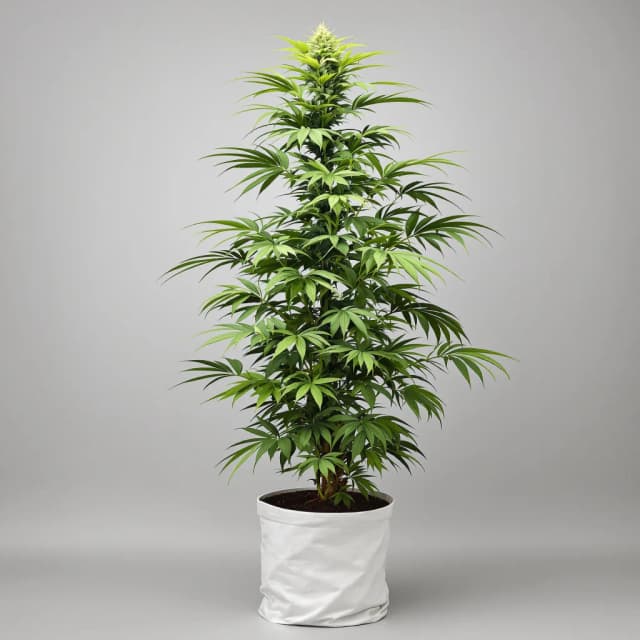 Embalaje de semillas de cannabis Super Silver Haze — Royal King Seeds España
