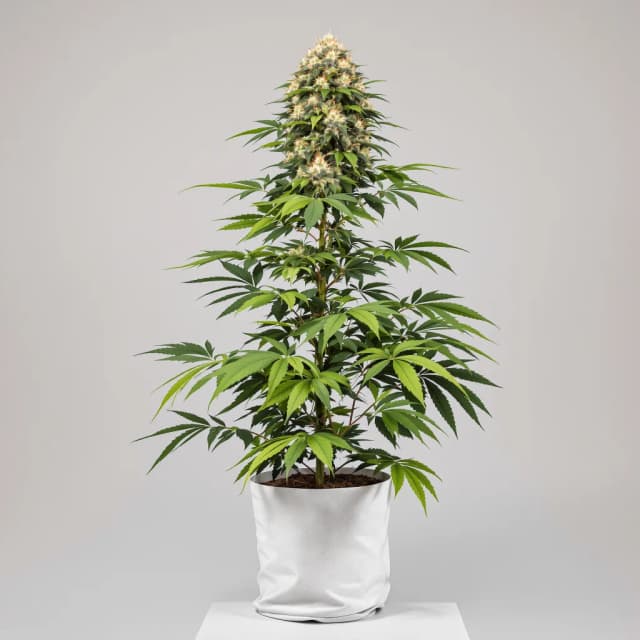 Embalaje de semillas de cannabis Super Skunk — Royal King Seeds España