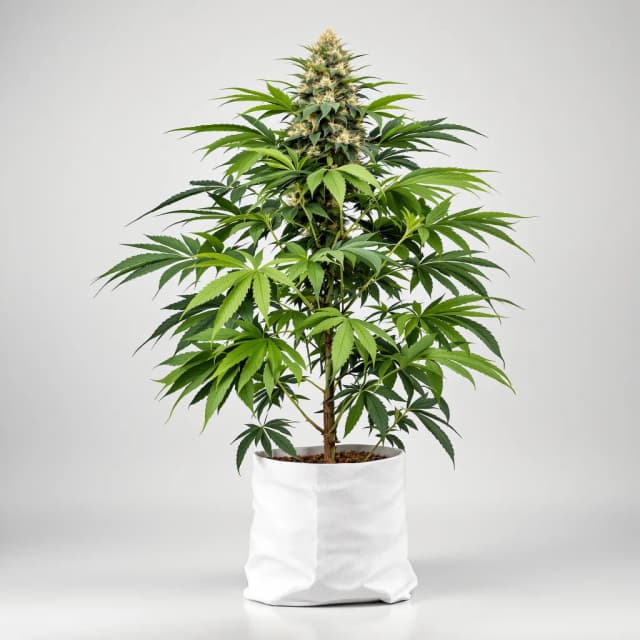 Embalaje de semillas de cannabis Super Skunk — Royal King Seeds España