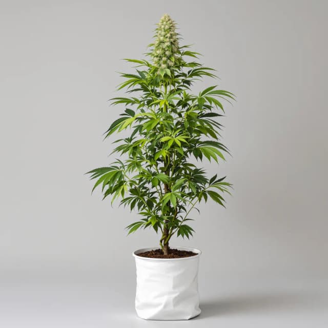 Embalaje de semillas de cannabis Super Snow Dog — Royal King Seeds España
