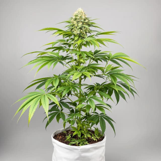 Embalaje de semillas de cannabis Supergirl — Royal King Seeds España