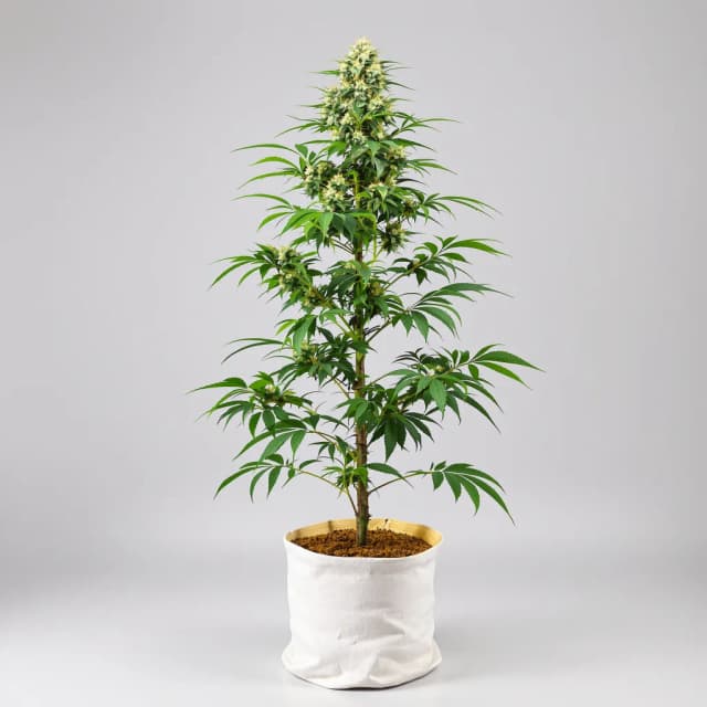 Embalaje de semillas de cannabis Superglue — Royal King Seeds España