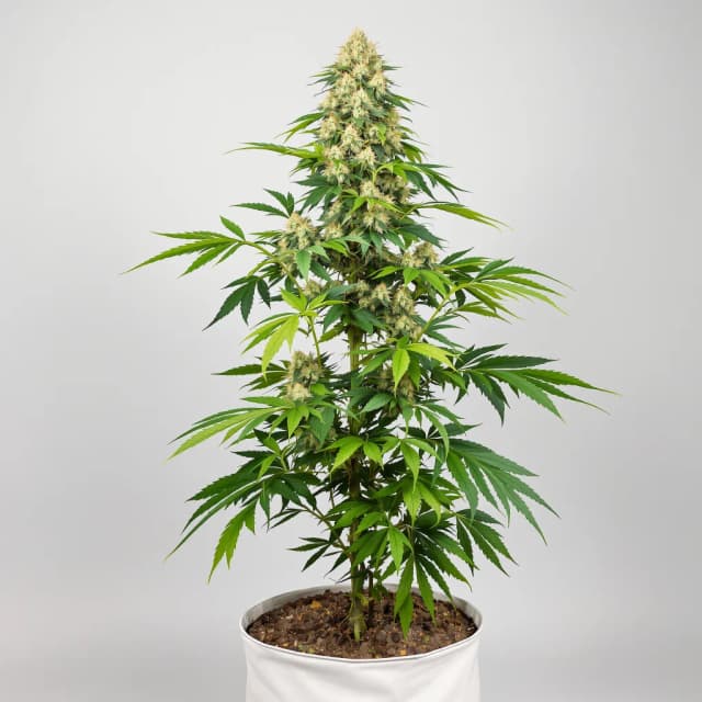 Embalaje de semillas de cannabis Surprise MFCKR Mixpack — Royal King Seeds España