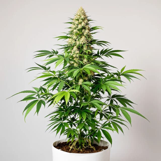 Embalaje de semillas de cannabis Suzy Q CBD — Royal King Seeds España