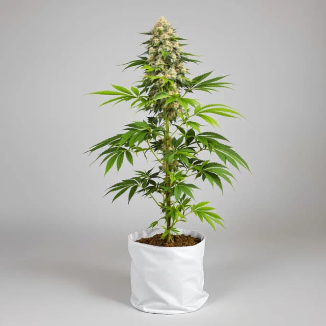 Embalaje de semillas de cannabis Sweet and Sour Widow CBD — Royal King Seeds España