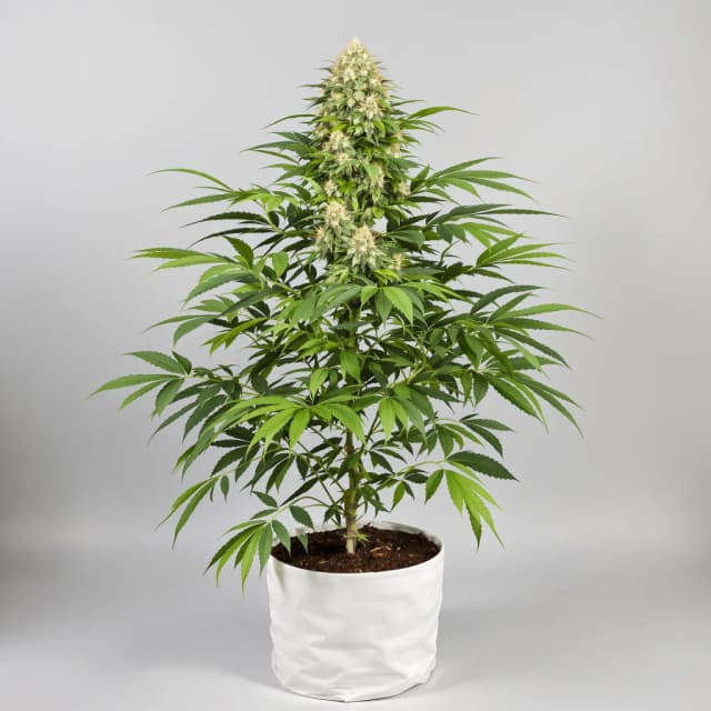 Embalaje de semillas de cannabis Sweet Baby Jane — Royal King Seeds España