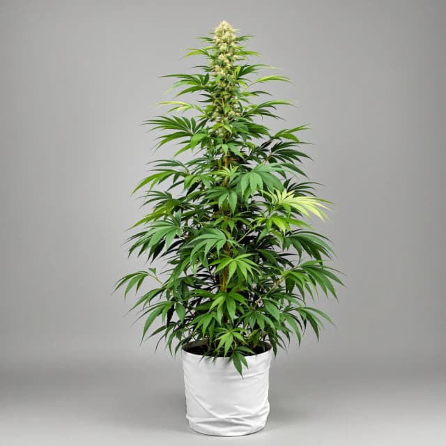 Embalaje de semillas de cannabis Sweet Island — Royal King Seeds España