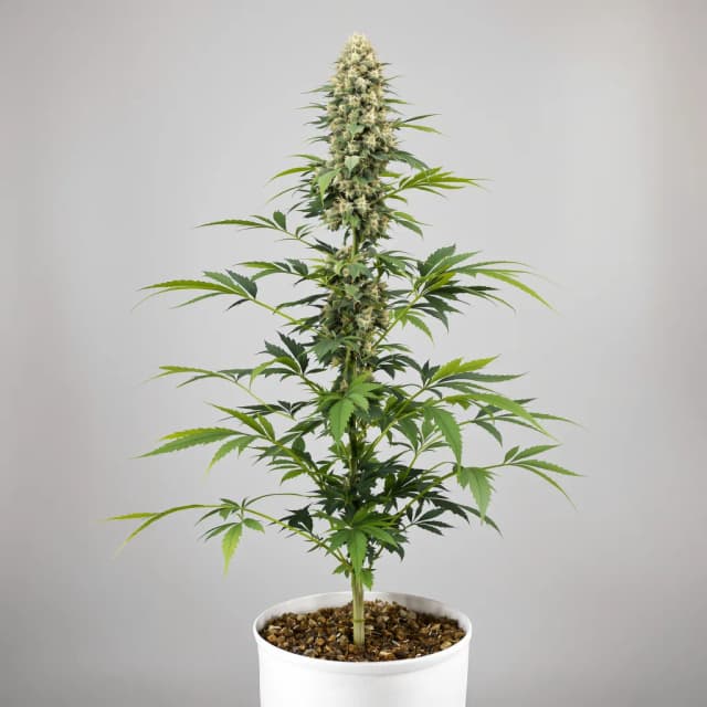 Embalaje de semillas de cannabis Sweet Nina — Royal King Seeds España