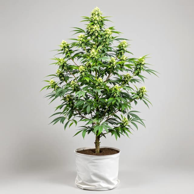 Embalaje de semillas de cannabis Sweet Tooth — Royal King Seeds España