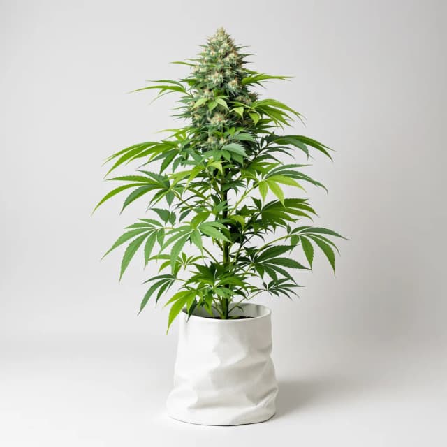 Embalaje de semillas de cannabis Sweet ZZ — Royal King Seeds España