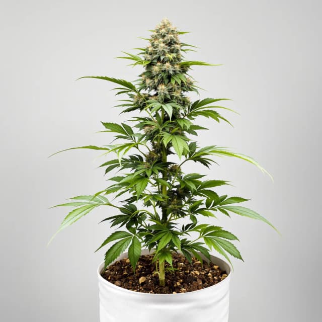 Embalaje de semillas de cannabis Tahoe OG Kush — Royal King Seeds España