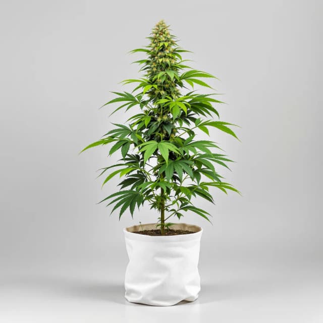 Embalaje de semillas de cannabis Tangerine Dream — Royal King Seeds España