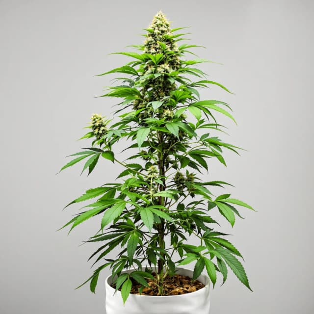 Embalaje de semillas de cannabis Tangerine — Royal King Seeds España
