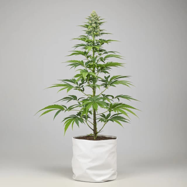Embalaje de semillas de cannabis Tangerine Haze — Royal King Seeds España
