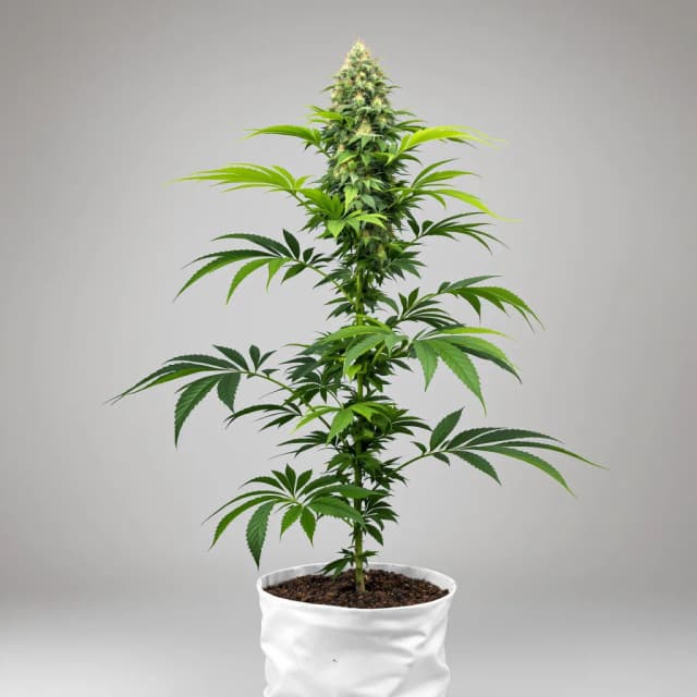 Embalaje de semillas de cannabis Tangerine Kush — Royal King Seeds España