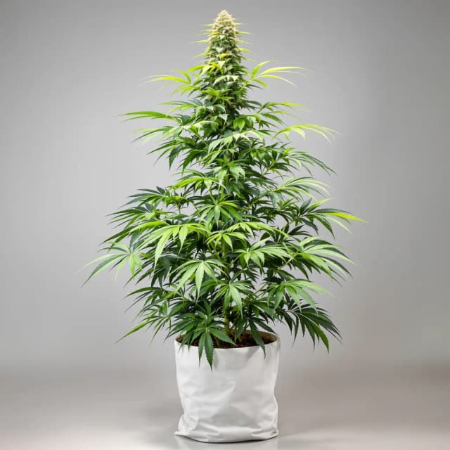 Embalaje de semillas de cannabis Tangerine Power — Royal King Seeds España