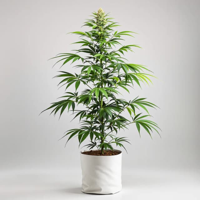 Embalaje de semillas de cannabis Tangilope — Royal King Seeds España