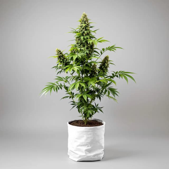 Embalaje de semillas de cannabis Tembo Kush — Royal King Seeds España