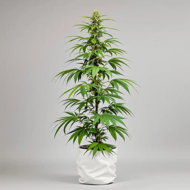 Embalaje de semillas de cannabis Thai — Royal King Seeds España