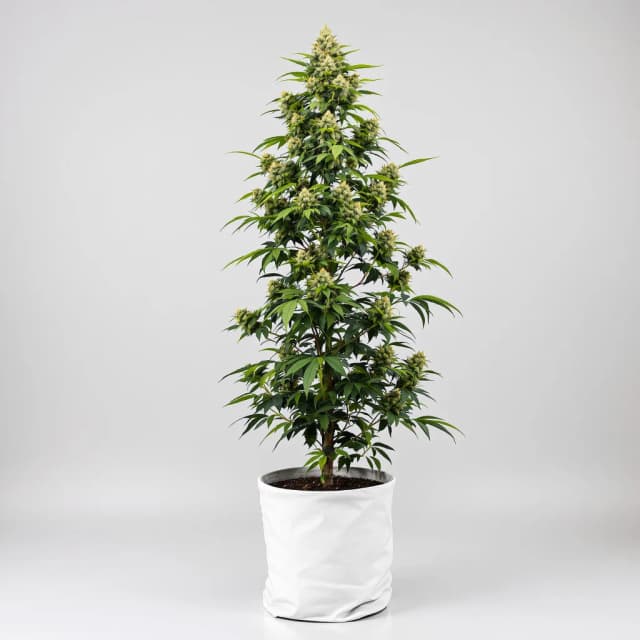 Embalaje de semillas de cannabis THC Bomb — Royal King Seeds España