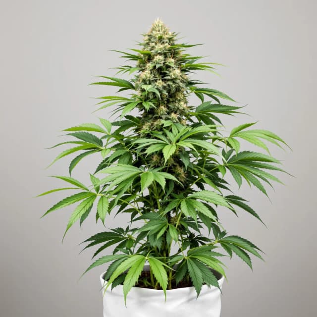 Embalaje de semillas de cannabis The Big Stink — Royal King Seeds España