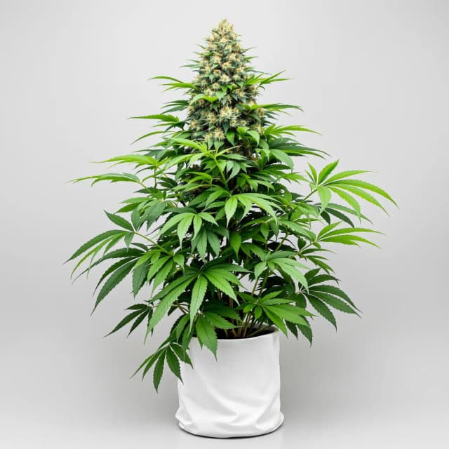 Embalaje de semillas de cannabis The Hog — Royal King Seeds España
